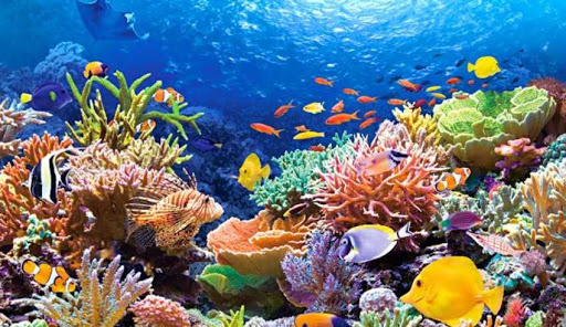 Arrecife Mesoamericano de cancun jungle tour