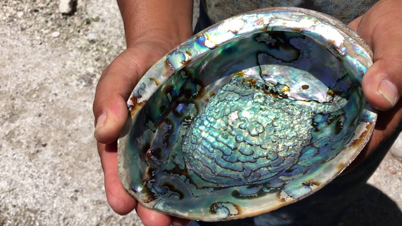 Artesanía con concha de abulón