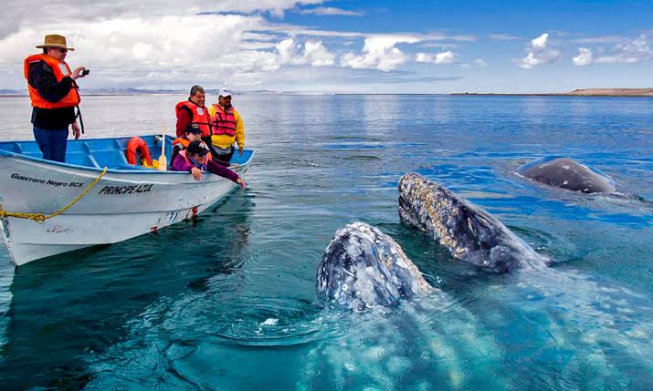 Bahía de Magdalena baja california sur atractivos