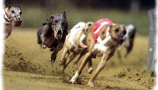 Galgodromo de Tijuana