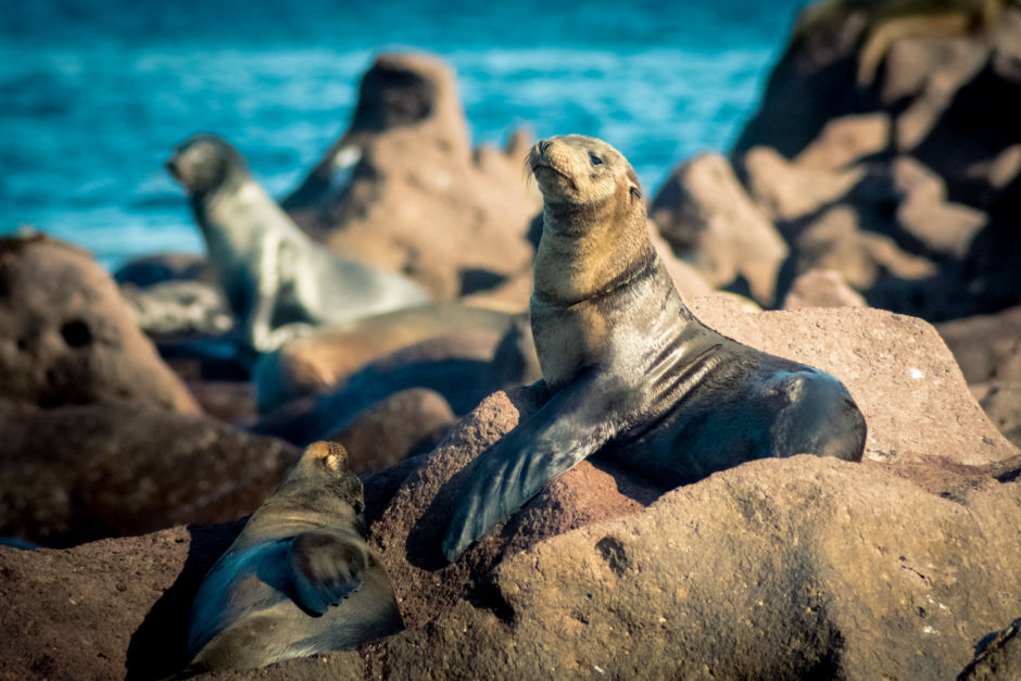 Isla Espíritu Santo atractivo baja california sur turismo