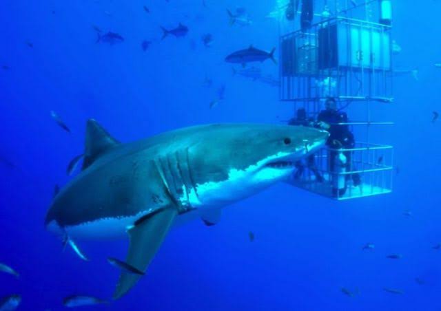 Isla de Guadalupelugar turistico tijuana