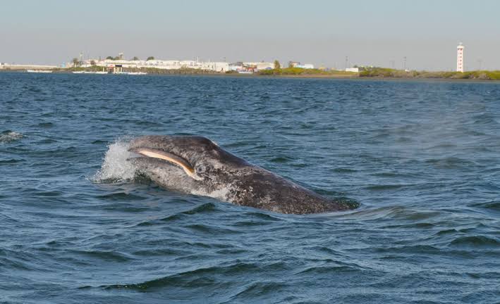 Puerto Adolfo López Mateo