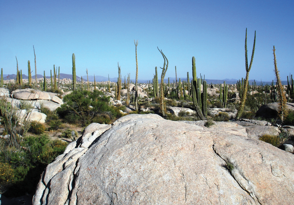 Valle de los Cirios baja california norte
