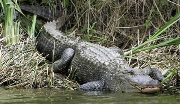 cocodrilos jungle tour cancun