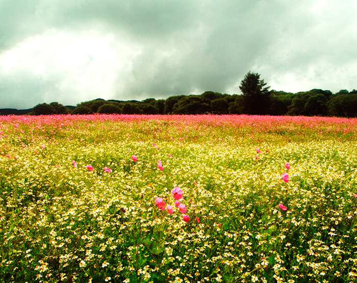 montaña de aguascalientes sierra de laurel