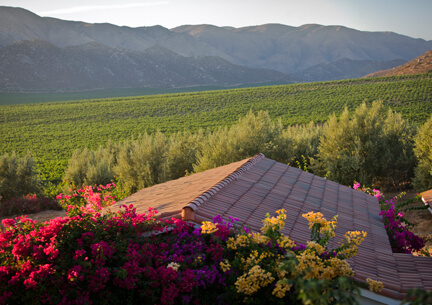 ruta del vino baja california