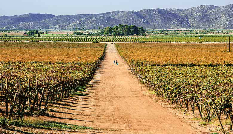 ruta del vino valle de guadalupe