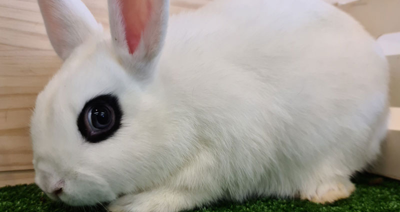 Conejo Blanco de Hotot - tipos de conejos