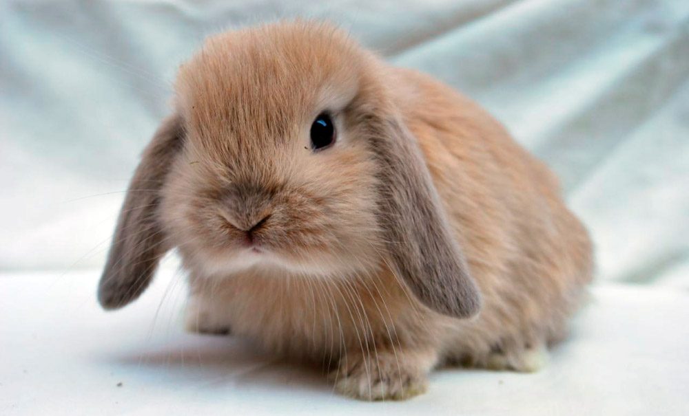 Mini Lop razas de conejos