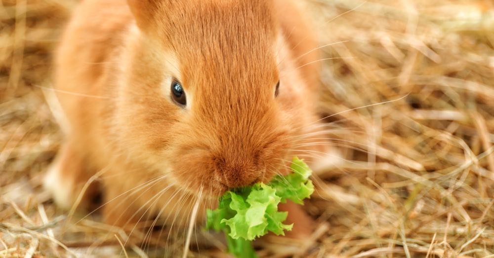 Que comen los Conejos