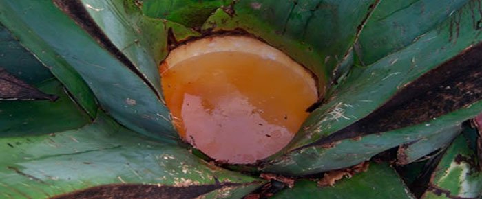 aguamierl gastronomia morelense