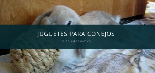 juguetes para conejos