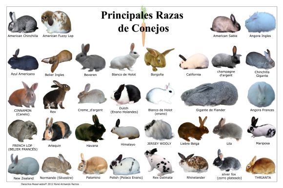 razas y tipos de conejos