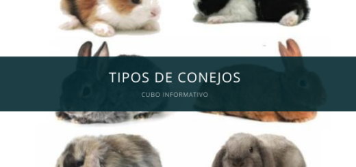 tipos de conejos