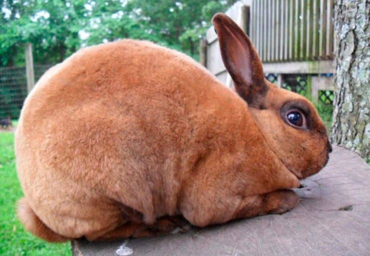 tipos de conejos rex