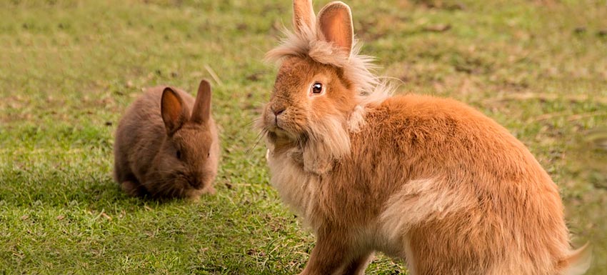 tipos de conejos