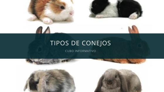 tipos de conejos