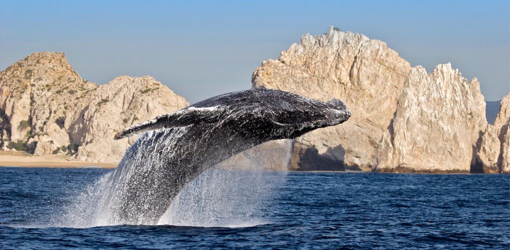 Entre las ventajas que esta visitar San Jose del Cabo es poder ver la migración de la ballena gris