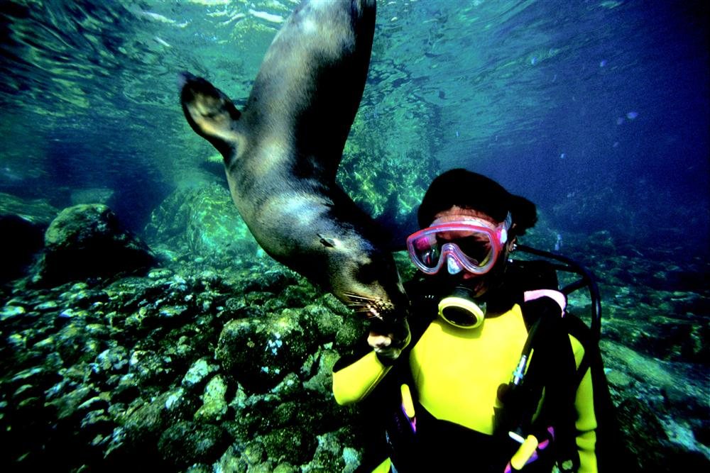 Buceo e Snorkel san jose del cabo que ver y hacer