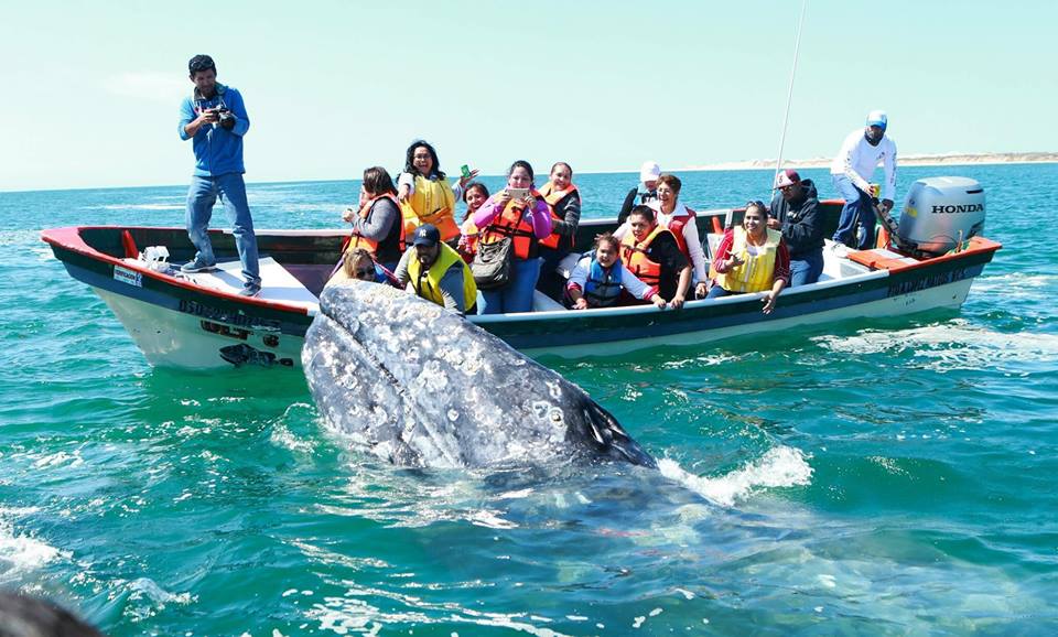Festival de la Ballena Gris