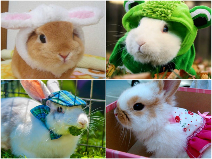 Outfit para tu Conejo