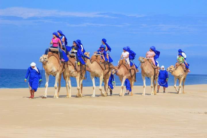Safaris cosas que ver y hacer en san jose del cabo
