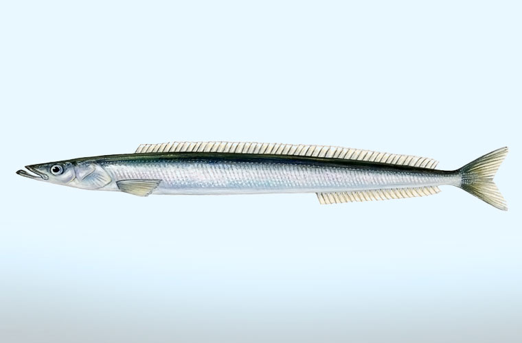 Características Ammodytes Tobianus