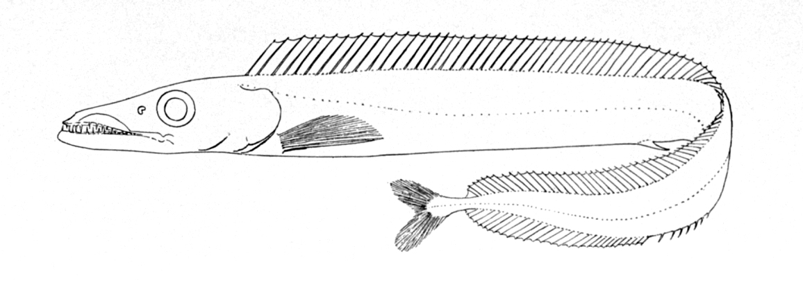Características de la Aphanopus Carbo