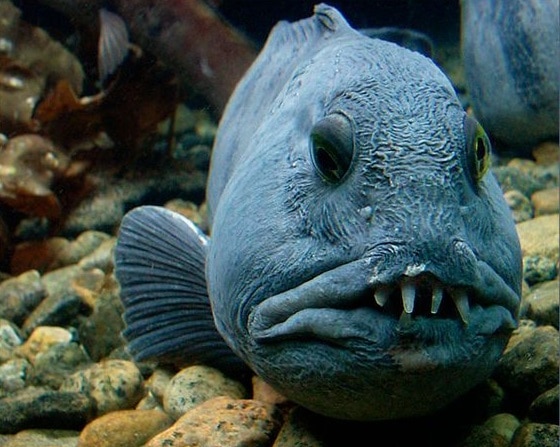 Características del pez Anarhichas lupus