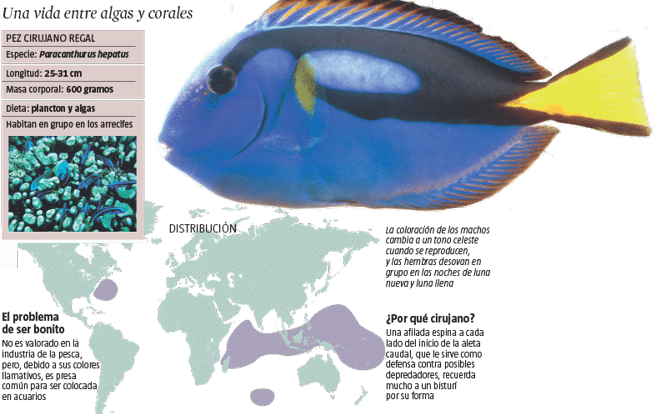 Características del pez cirujano