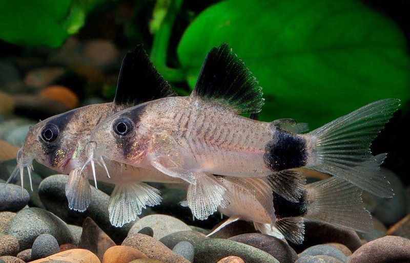 Características del pez corydoras panda