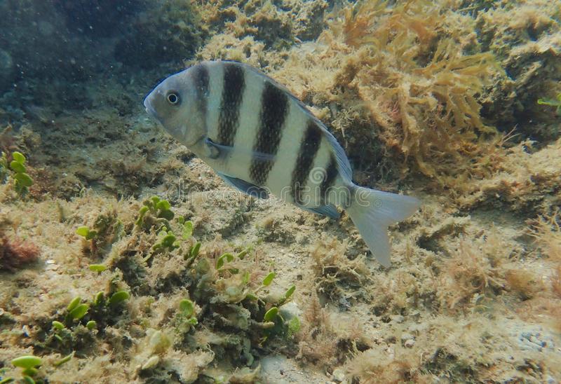Como se reproduce el Archosargus Probatocephalus