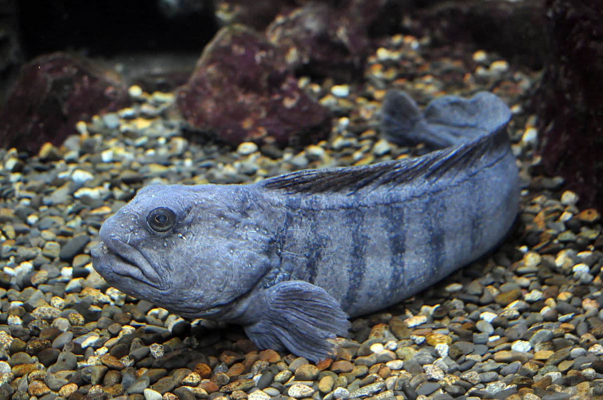 Como se reproduce el pez Anarhichas lupus
