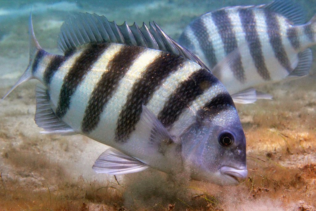 Cuanto años vive el Archosargus Probatocephalus