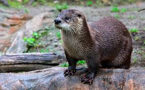 La nutria depredador pz aguila