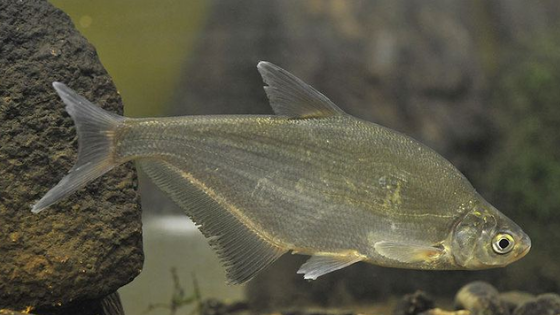 Pez Abramis Vimba o Pez  Vimba