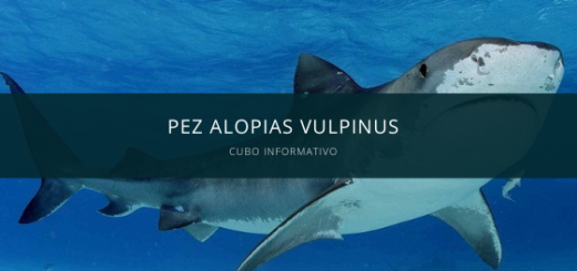 Pez Alopias Vulpinus