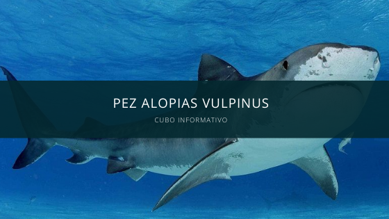 Pez Alopias Vulpinus