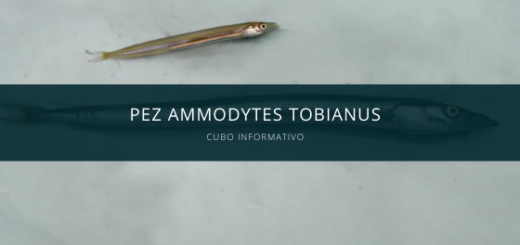 Pez Ammodytes Tobianus