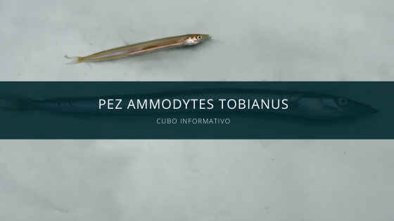 Pez Ammodytes Tobianus