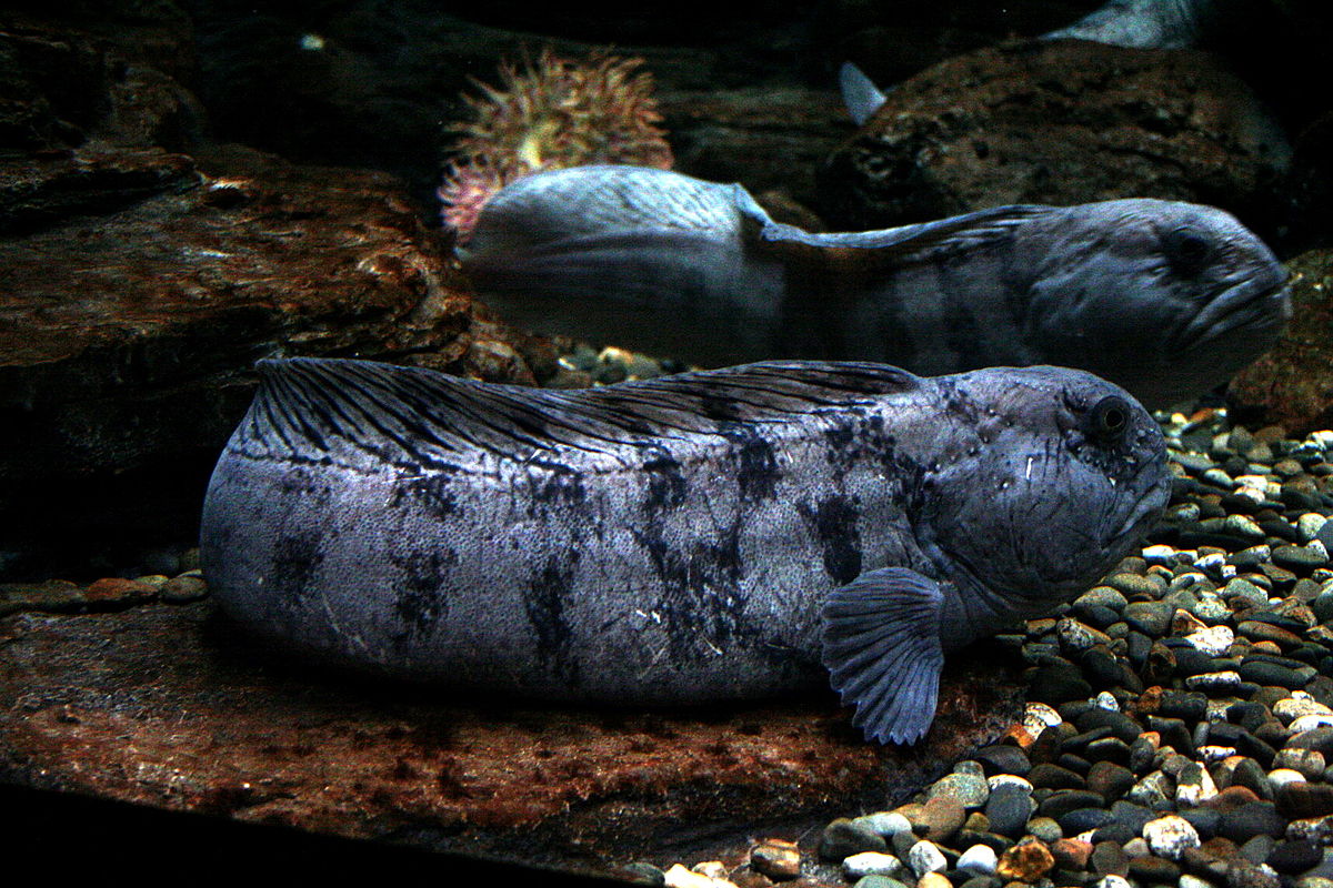 Pez Anarhichas lupus