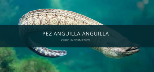 Pez Anguilla anguilla