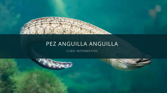 Pez Anguilla anguilla