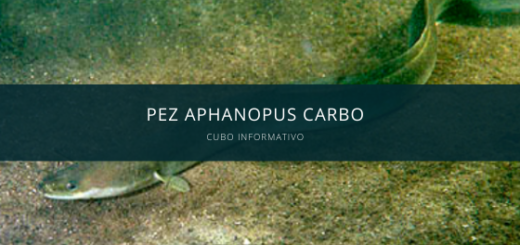 Pez Aphanopus Carbo
