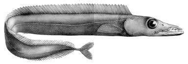 Pez Aphanopus Carbo