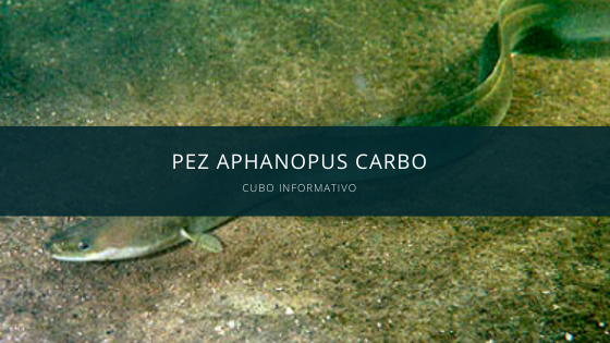 Pez Aphanopus Carbo