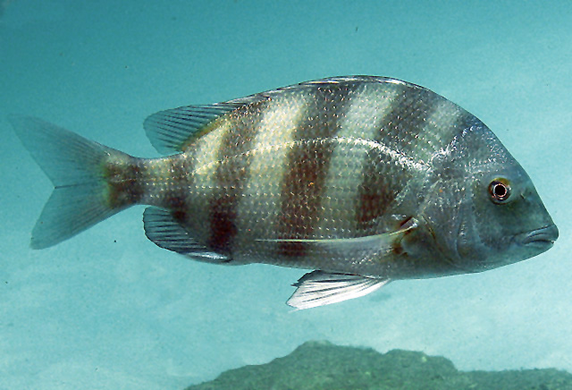 Pez Archosargus Probatocephalus