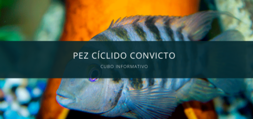 Pez Cíclido Convicto