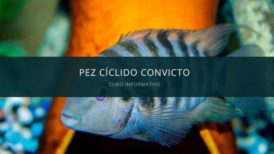 Pez Cíclido Convicto